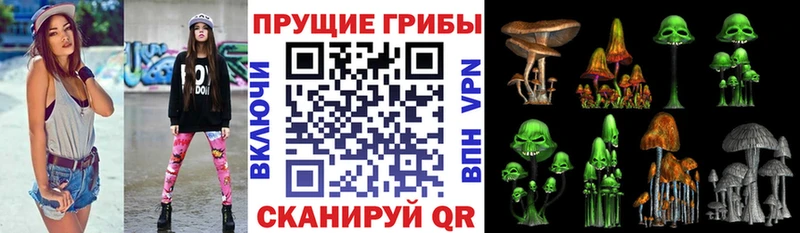 Псилоцибиновые грибы Psilocybe  Купить закладки  Сусуман 